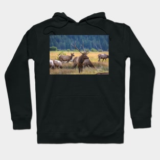 Rocky Mountain Moose Hoodie